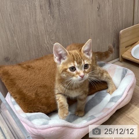 埼玉県のアメリカンショートヘアー (ペットプラス 与野店/2025年9月22日生まれ/女の子/レッドタビー)の子猫の3枚目の画像