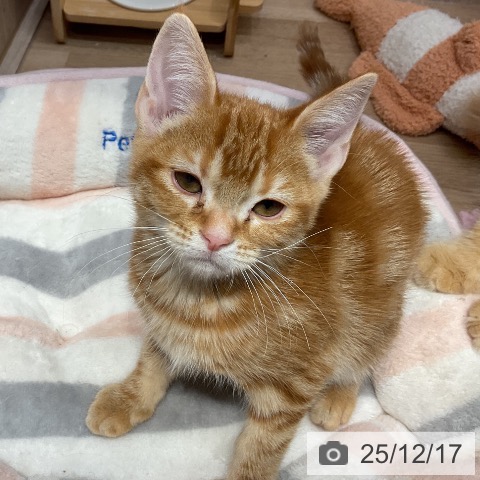 埼玉県のアメリカンショートヘアー (ペットプラス 与野店/2025年9月22日生まれ/女の子/レッドタビー)の子猫の3枚目の画像