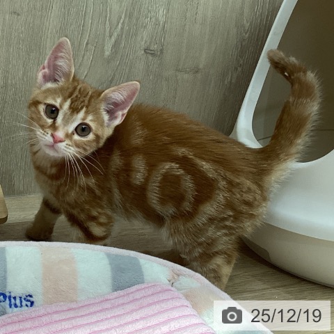 埼玉県のアメリカンショートヘアー (ペットプラス 与野店/2025年9月22日生まれ/女の子/レッドタビー)の子猫の3枚目の画像