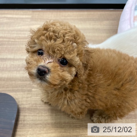 トイ・プードルの写真