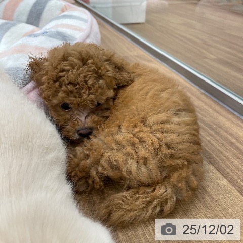 トイ・プードルの写真