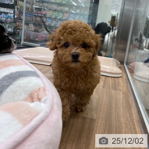 トイ・プードルの写真