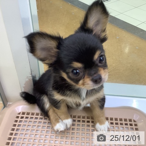 埼玉県のチワワ(ロング) (ペットプラス 羽生店/2025年9月24日生まれ/女の子/ブラックタンホワイト)の子犬の4枚目の画像