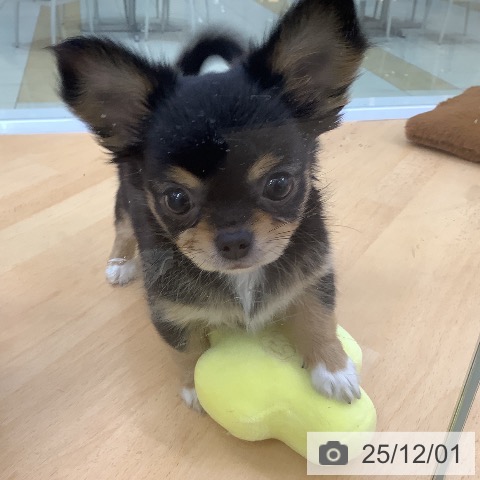 埼玉県のチワワ(ロング) (ペットプラス 羽生店/2025年9月24日生まれ/女の子/ブラックタンホワイト)の子犬の3枚目の画像