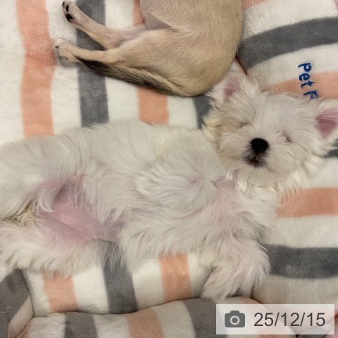群馬県のマルチーズ (ペットプラス イオンモール太田店/2025年10月1日生まれ/女の子/ホワイト)の子犬の4枚目の画像