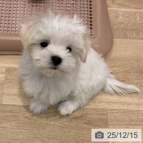 群馬県のマルチーズ (ペットプラス イオンモール太田店/2025年10月1日生まれ/女の子/ホワイト)の子犬の3枚目の画像