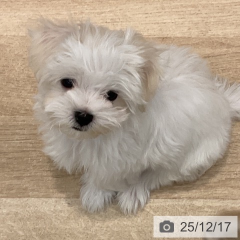 群馬県のマルチーズ (ペットプラス イオンモール太田店/2025年10月1日生まれ/女の子/ホワイト)の子犬の3枚目の画像