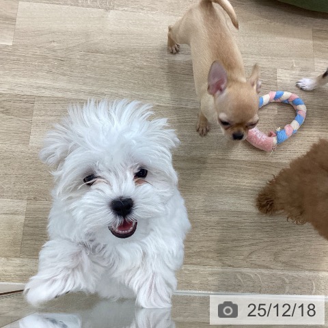 山梨県のマルチーズ (ペットプラス 甲府国母店/2025年10月1日生まれ/女の子/ホワイト)の子犬の4枚目の画像