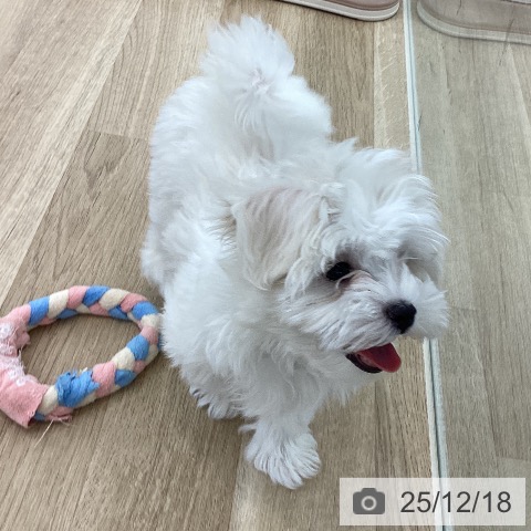 山梨県のマルチーズ (ペットプラス 甲府国母店/2025年10月1日生まれ/女の子/ホワイト)の子犬の3枚目の画像