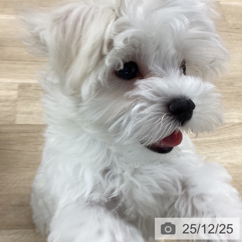 山梨県のマルチーズ (ペットプラス 甲府国母店/2025年10月1日生まれ/女の子/ホワイト)の子犬の4枚目の画像