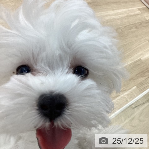 山梨県のマルチーズ (ペットプラス 甲府国母店/2025年10月1日生まれ/女の子/ホワイト)の子犬の3枚目の画像