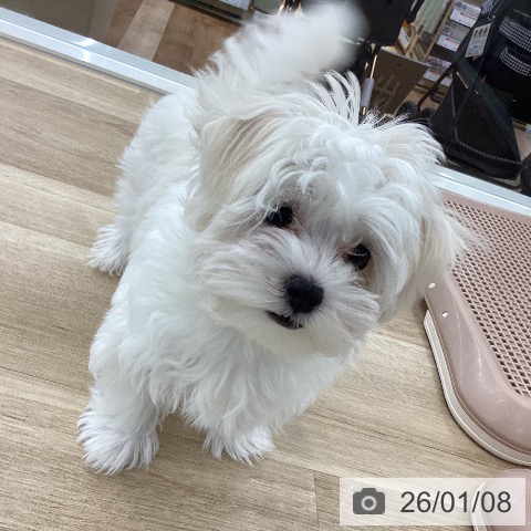 山梨県のマルチーズ (ペットプラス 甲府国母店/2025年10月1日生まれ/女の子/ホワイト)の子犬の4枚目の画像