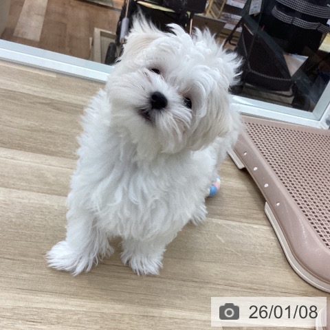 山梨県のマルチーズ (ペットプラス 甲府国母店/2025年10月1日生まれ/女の子/ホワイト)の子犬の3枚目の画像
