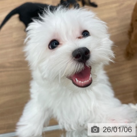 茨城県のマルチーズ (ペッツワン つくば店/2025年10月1日生まれ/女の子/ホワイト)の子犬の4枚目の画像