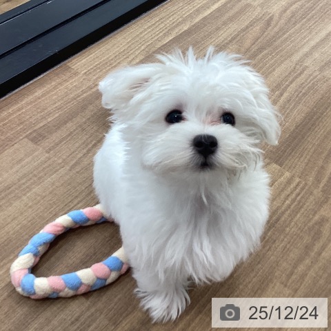 茨城県のマルチーズ (ペッツワン つくば店/2025年10月1日生まれ/女の子/ホワイト)の子犬の3枚目の画像
