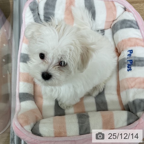 神奈川県のマルチーズ (ペットプラス アミーゴ藤沢店/2025年10月1日生まれ/女の子/ホワイト)の子犬の4枚目の画像