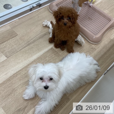 神奈川県のマルチーズ (ペットプラス アミーゴ藤沢店/2025年10月1日生まれ/女の子/ホワイト)の子犬の4枚目の画像