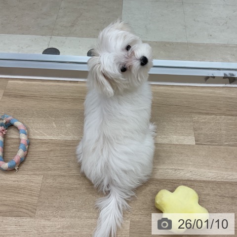 神奈川県のマルチーズ (ペットプラス アミーゴ藤沢店/2025年10月1日生まれ/女の子/ホワイト)の子犬の4枚目の画像