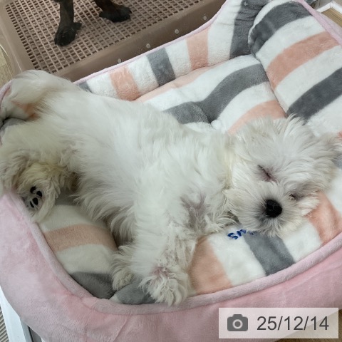 神奈川県のマルチーズ (ペットプラス アミーゴ藤沢店/2025年10月1日生まれ/女の子/ホワイト)の子犬の3枚目の画像