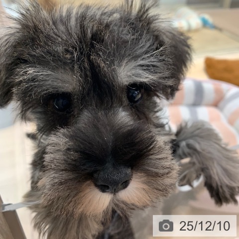 東京都のミニチュアシュナウザー (ペットプラス アクアシティお台場店/2025年10月2日生まれ/男の子/ソルトペッパー)の子犬の4枚目の画像