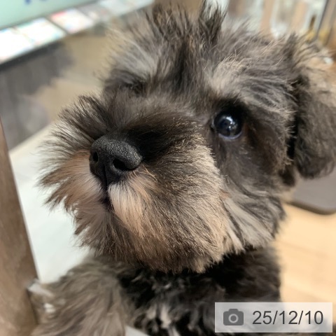 東京都のミニチュアシュナウザー (ペットプラス アクアシティお台場店/2025年10月2日生まれ/男の子/ソルトペッパー)の子犬の3枚目の画像