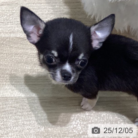 宮城県のチワワ(ロング) (ペットプラス 仙台泉大沢店/2025年10月2日生まれ/女の子/ブラックホワイトタン)の子犬の4枚目の画像