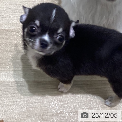 宮城県のチワワ(ロング) (ペットプラス 仙台泉大沢店/2025年10月2日生まれ/女の子/ブラックホワイトタン)の子犬の3枚目の画像