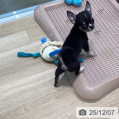 宮城県のチワワ(ロング) (ペットプラス 仙台泉大沢店/2025年10月2日生まれ/女の子/ブラックホワイトタン)の子犬の3枚目の画像