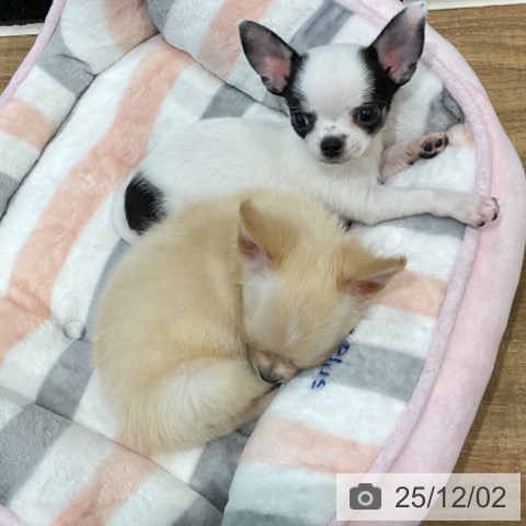 埼玉県のチワワ(ロング) (ペッツワン 新座店/2025年10月2日生まれ/女の子/ホワイトブラックタン)の子犬の4枚目の画像