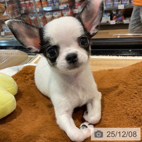 埼玉県のチワワ(ロング) (ペッツワン 新座店/2025年10月2日生まれ/女の子/ホワイトブラックタン)の子犬の3枚目の画像