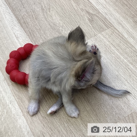 山梨県のチワワ(ロング) (ペットプラス 甲府昭和店/2025年10月2日生まれ/女の子/フォーンホワイト)の子犬の4枚目の画像