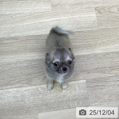 山梨県のチワワ(ロング) (ペットプラス 甲府昭和店/2025年10月2日生まれ/女の子/フォーンホワイト)の子犬の3枚目の画像