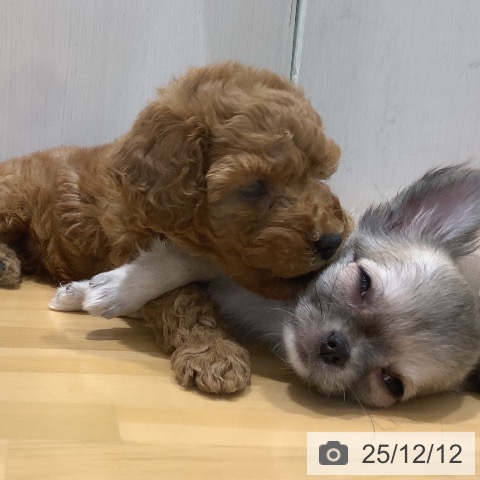 山梨県のチワワ(ロング) (ペットプラス 甲府昭和店/2025年10月2日生まれ/女の子/フォーンホワイト)の子犬の4枚目の画像