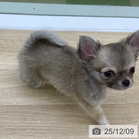 山梨県のチワワ(ロング) (ペットプラス 甲府昭和店/2025年10月2日生まれ/女の子/フォーンホワイト)の子犬の3枚目の画像