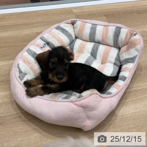 群馬県のミニチュアダックスフンド(ロング) (ペットプラス イオンモール太田店/2025年10月3日生まれ/男の子/ワイルドボアー)の子犬の4枚目の画像