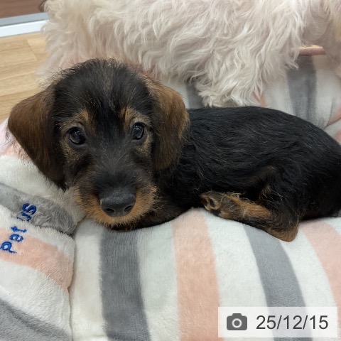 群馬県のミニチュアダックスフンド(ロング) (ペットプラス イオンモール太田店/2025年10月3日生まれ/男の子/ワイルドボアー)の子犬の3枚目の画像