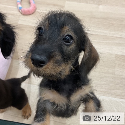 群馬県のミニチュアダックスフンド(ロング) (ペットプラス イオンモール太田店/2025年10月3日生まれ/男の子/ワイルドボアー)の子犬の3枚目の画像