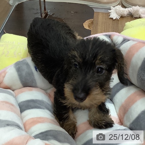 ミニチュア・ダックスフンドの写真