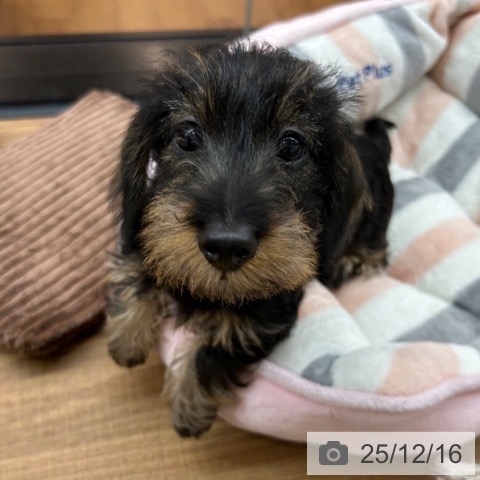 東京都のミニチュアダックスフンド(ロング) (ペッツワン 青梅インター店/2025年10月3日生まれ/男の子/ワイルドボアー)の子犬の3枚目の画像