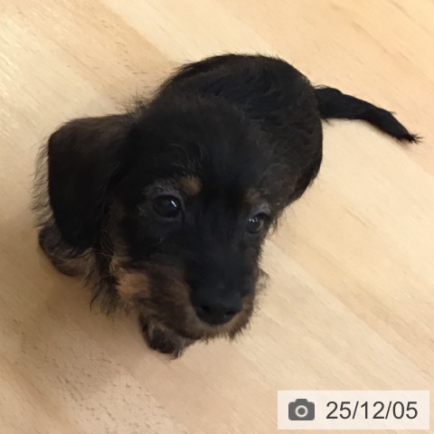 山形県のミニチュアダックスフンド(ロング) (ペットプラス 天童店/2025年10月3日生まれ/女の子/ワイルドボアー)の子犬の3枚目の画像