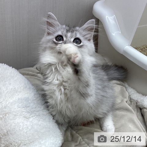 ミヌエットの写真