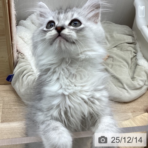 ミヌエットの写真