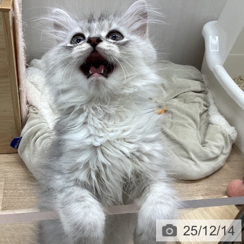 宮城県のミヌエット (ペットプラス 仙台上杉店/2025年9月22日生まれ/男の子/シルバータビー)の子猫の4枚目の画像