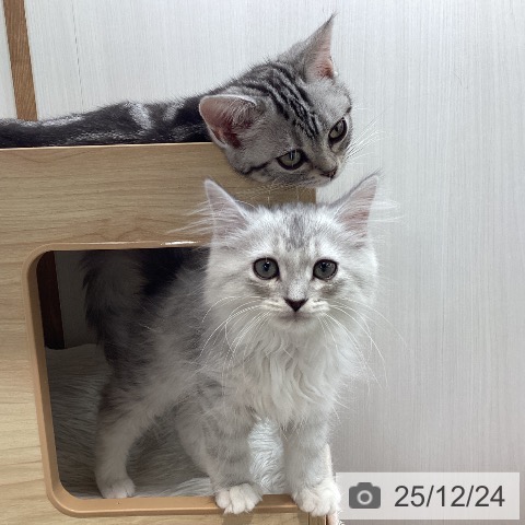 宮城県のミヌエット (ペットプラス 仙台上杉店/2025年9月22日生まれ/男の子/シルバータビー)の子猫の4枚目の画像