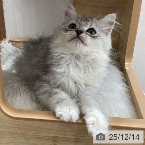 宮城県のミヌエット (ペットプラス 仙台上杉店/2025年9月22日生まれ/男の子/シルバータビー)の子猫の3枚目の画像