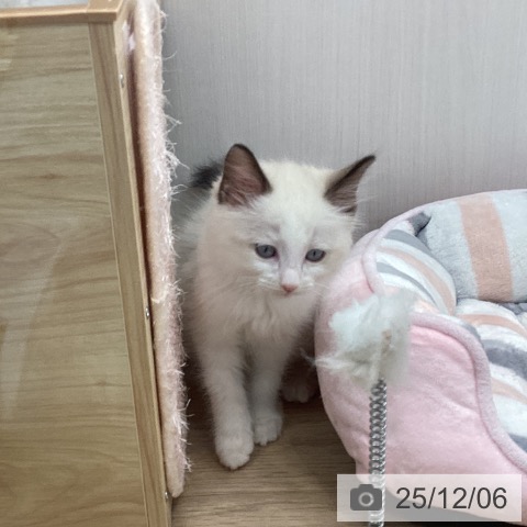 宮城県のラグドール (ペットプラス 仙台上杉店/2025年9月25日生まれ/男の子/シールポイントバイカラー)の子猫の4枚目の画像