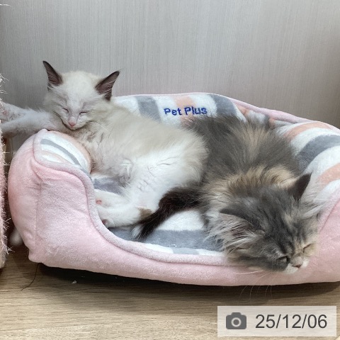 宮城県のラグドール (ペットプラス 仙台上杉店/2025年9月25日生まれ/男の子/シールポイントバイカラー)の子猫の3枚目の画像