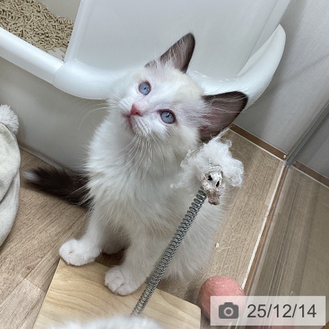 宮城県のラグドール (ペットプラス 仙台上杉店/2025年9月25日生まれ/男の子/シールポイントバイカラー)の子猫の3枚目の画像