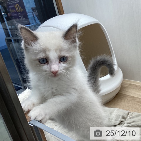 ラグドールの写真