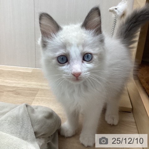 ラグドールの写真